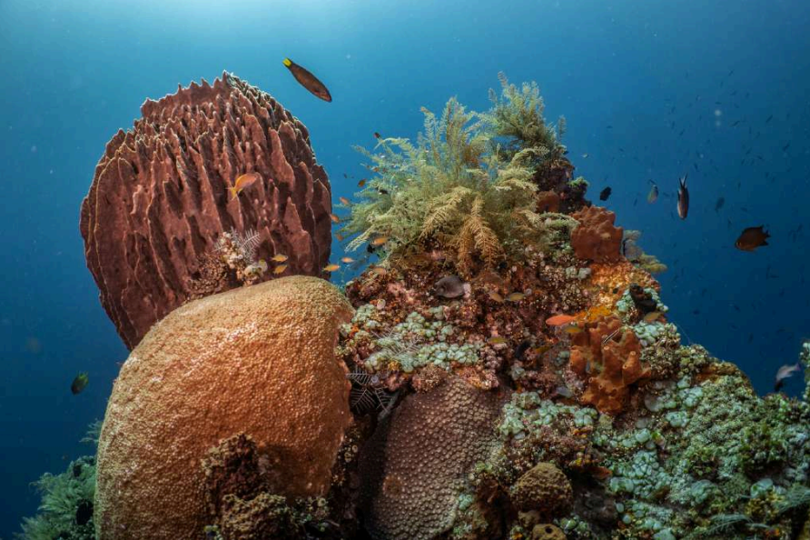 reef restoration photo